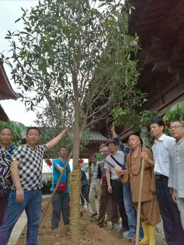 活动隔断公司人员种下有缘之树